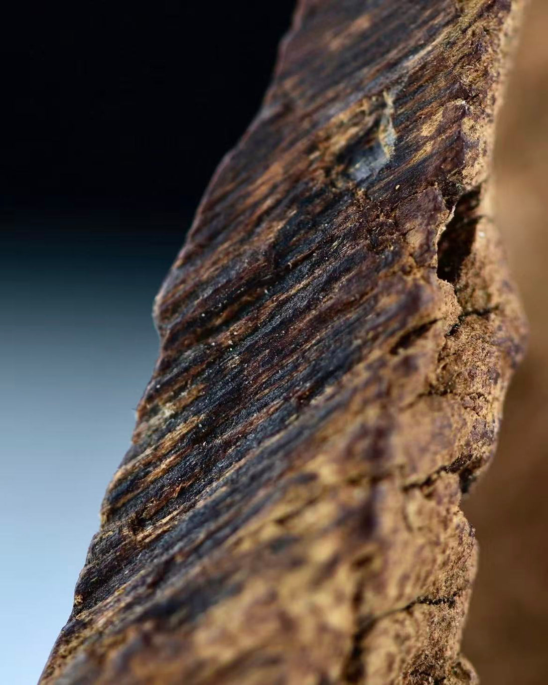 Why is high-quality agarwood so valuable?