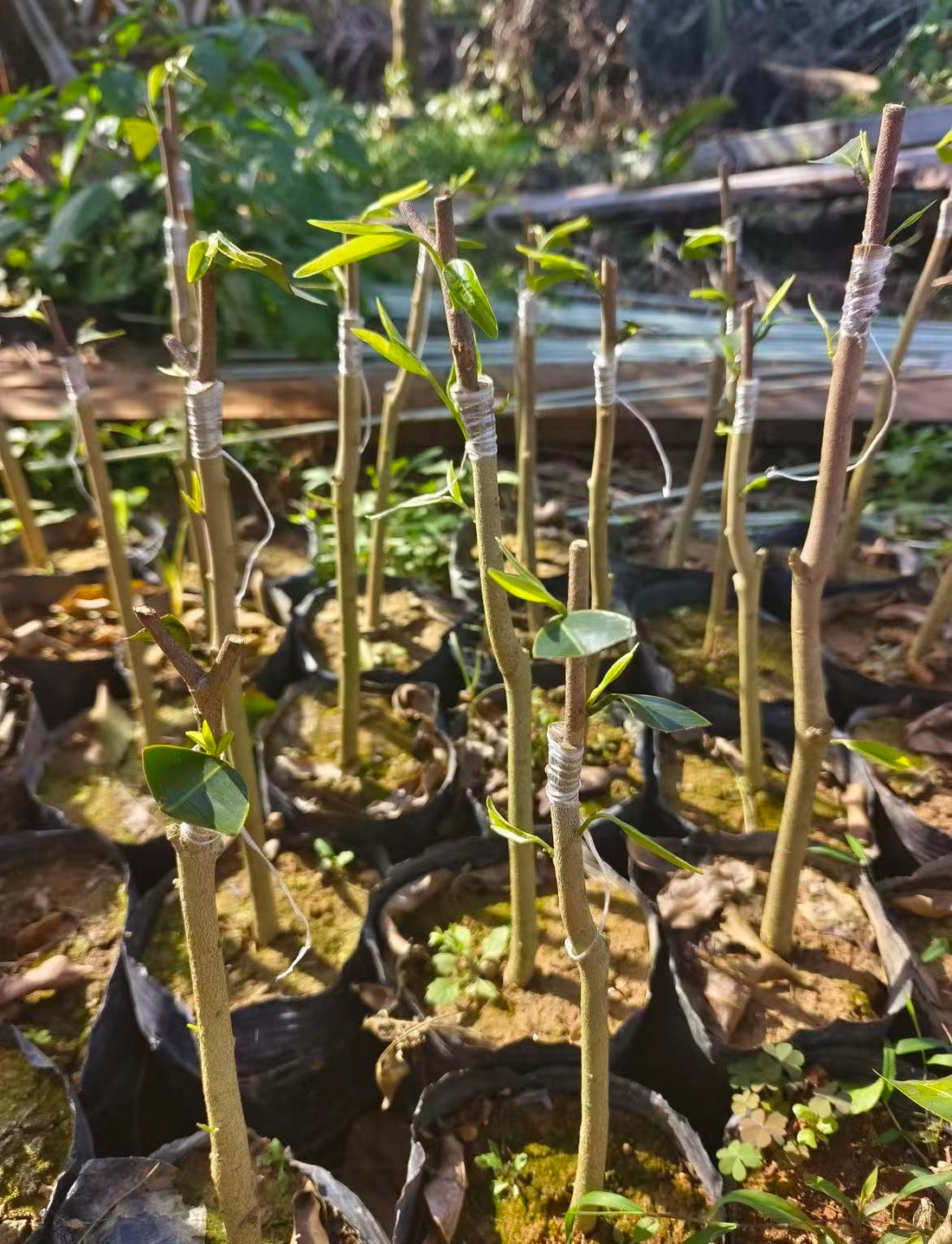 Beyond Rarity, Rooted in Devotion: Why We Keep Cultivating New Qi-Nan High-Oil Agarwood Trees