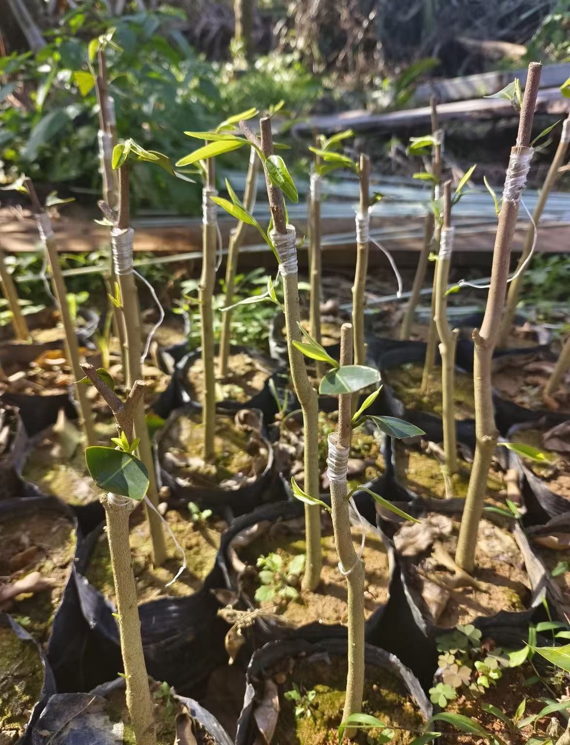 Beyond Rarity, Rooted in Devotion: Why We Keep Cultivating New Qi-Nan High-Oil Agarwood Trees